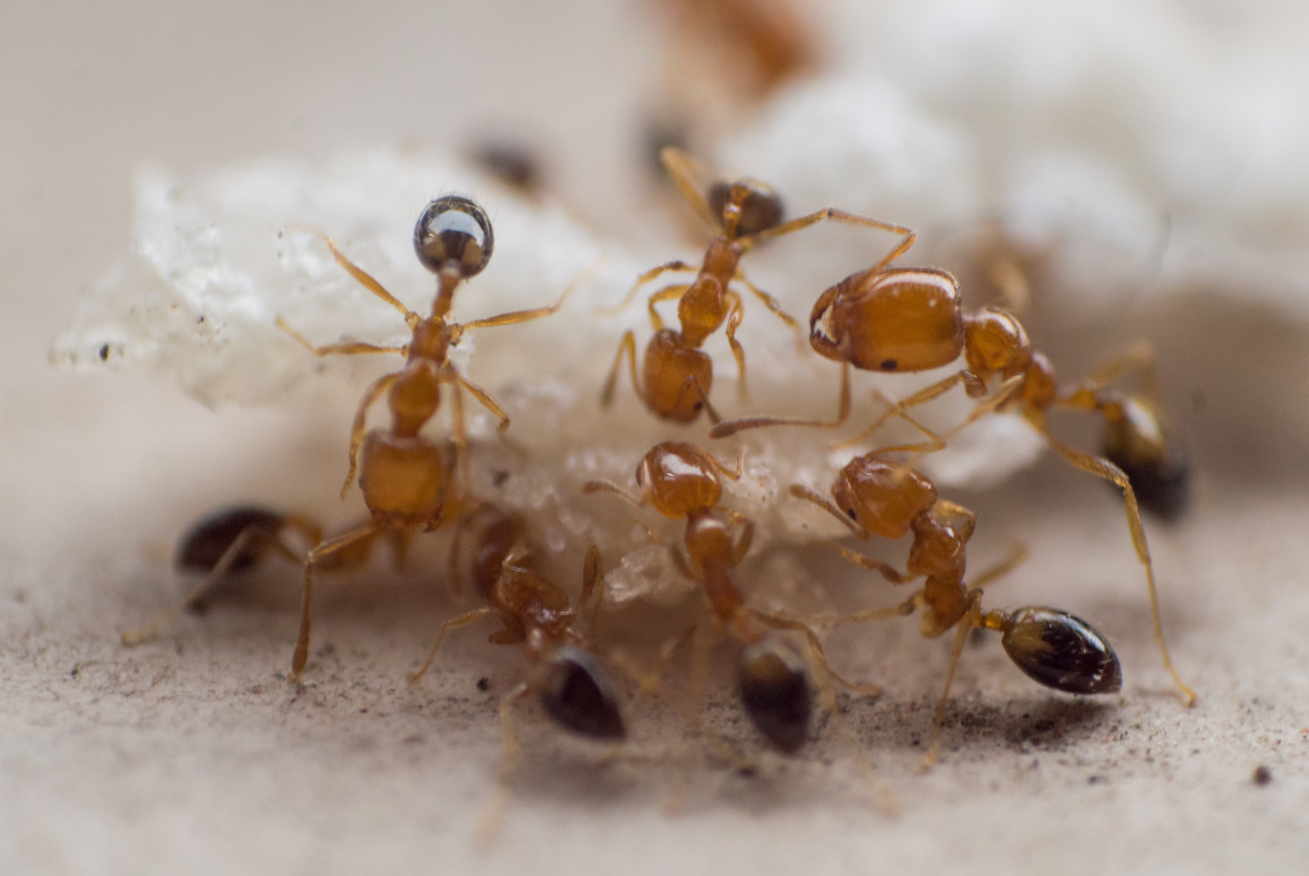 Ants