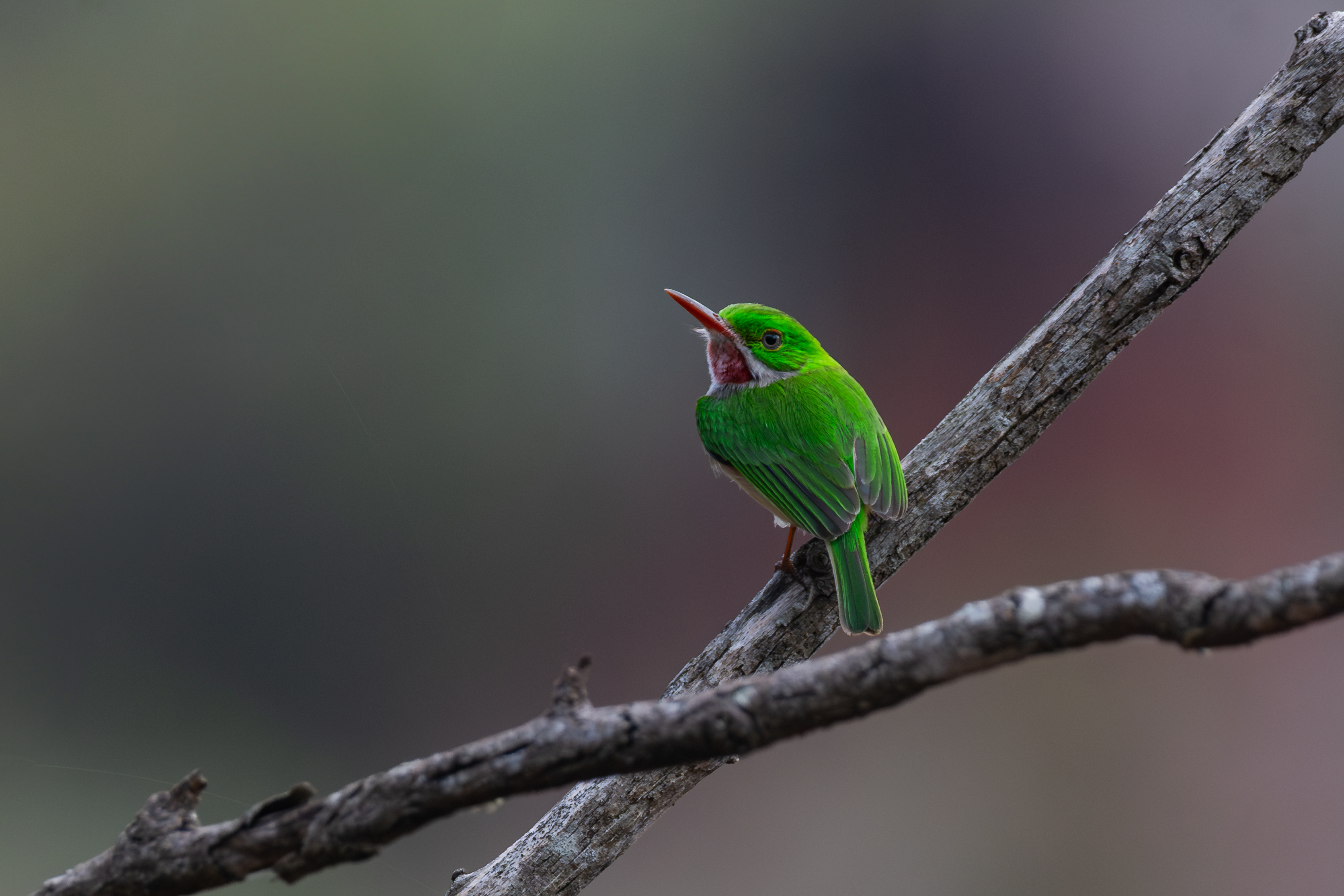 Broad-billed Tody