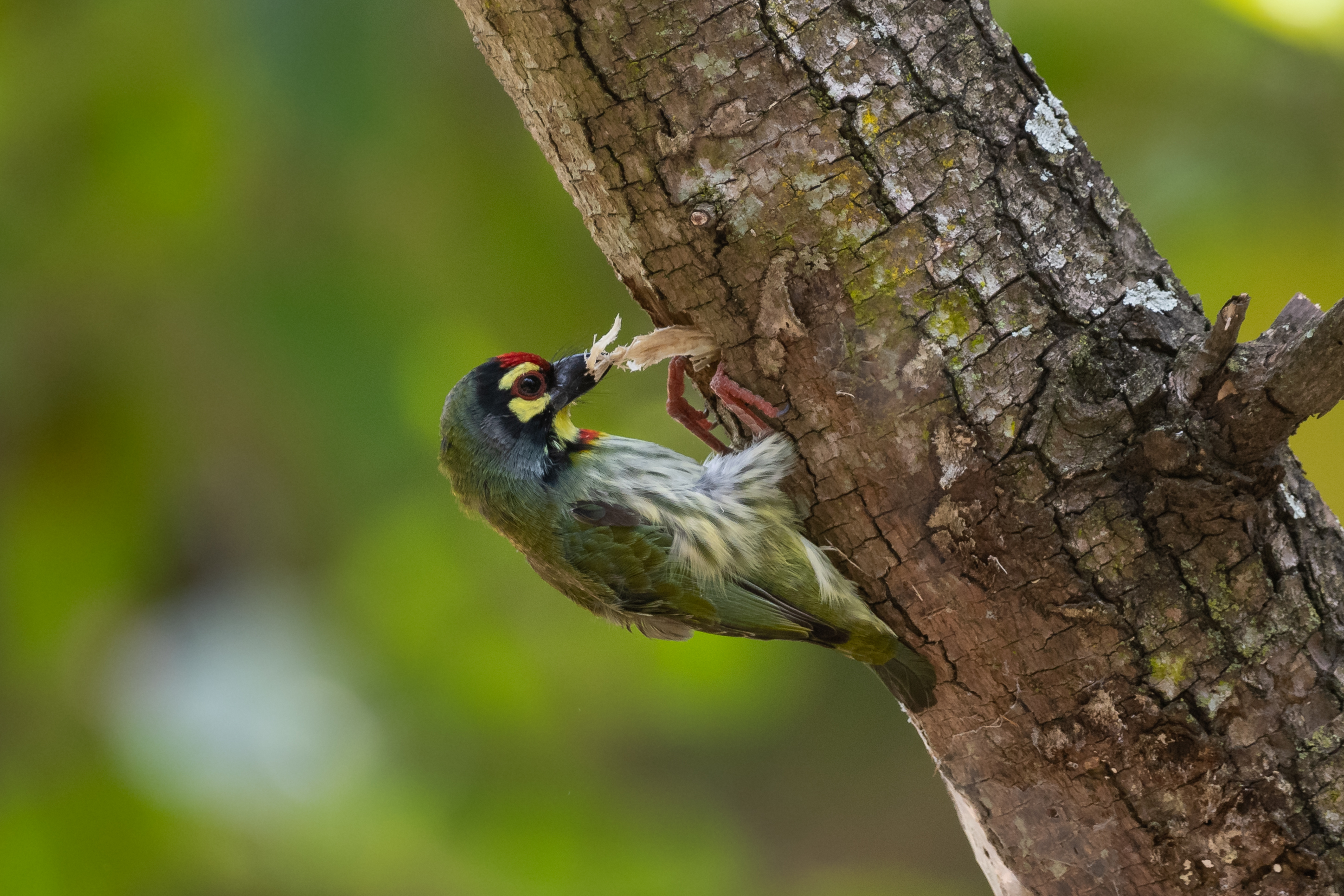 Copeprsmith Barbet