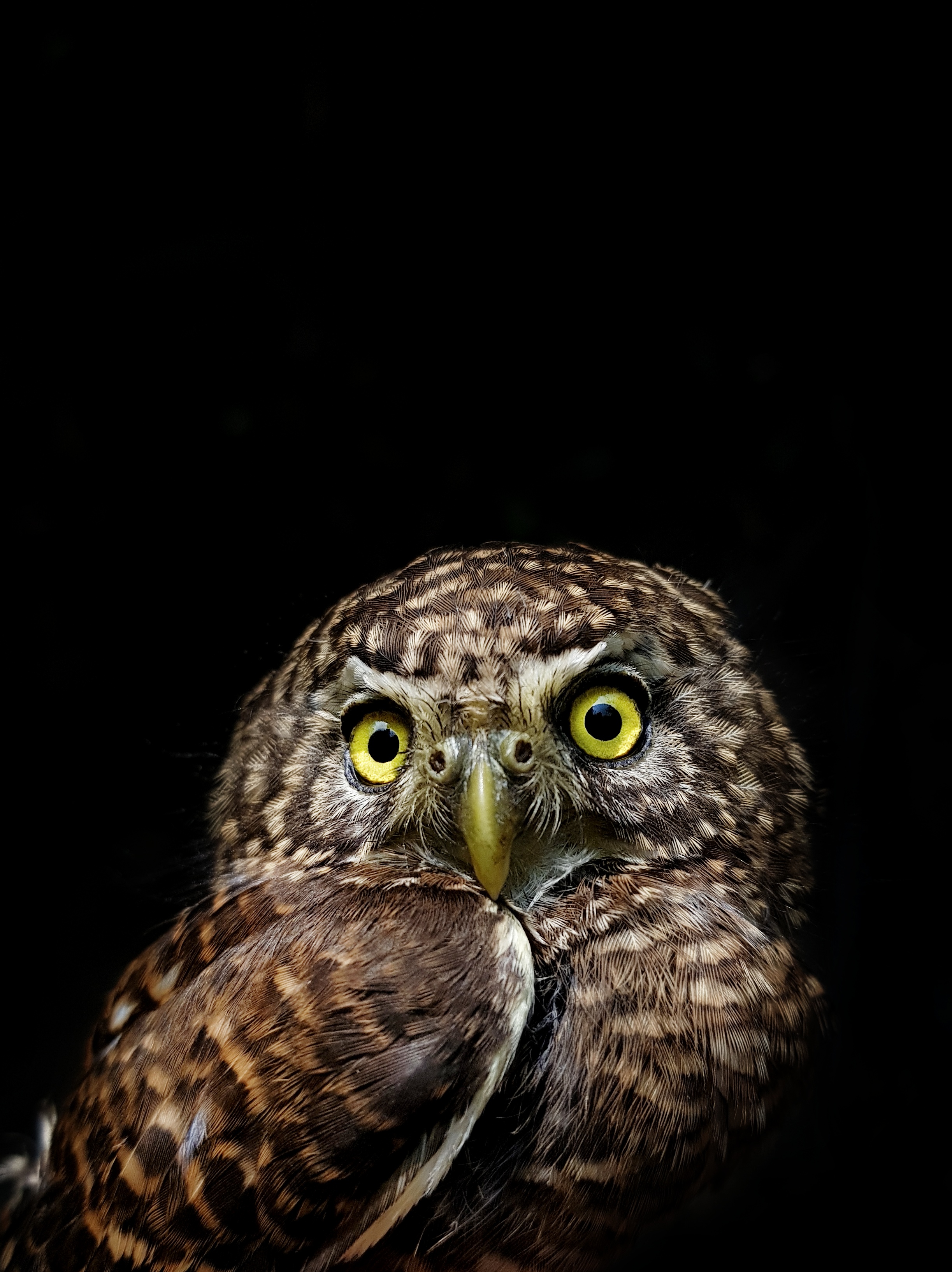Collared Owlet