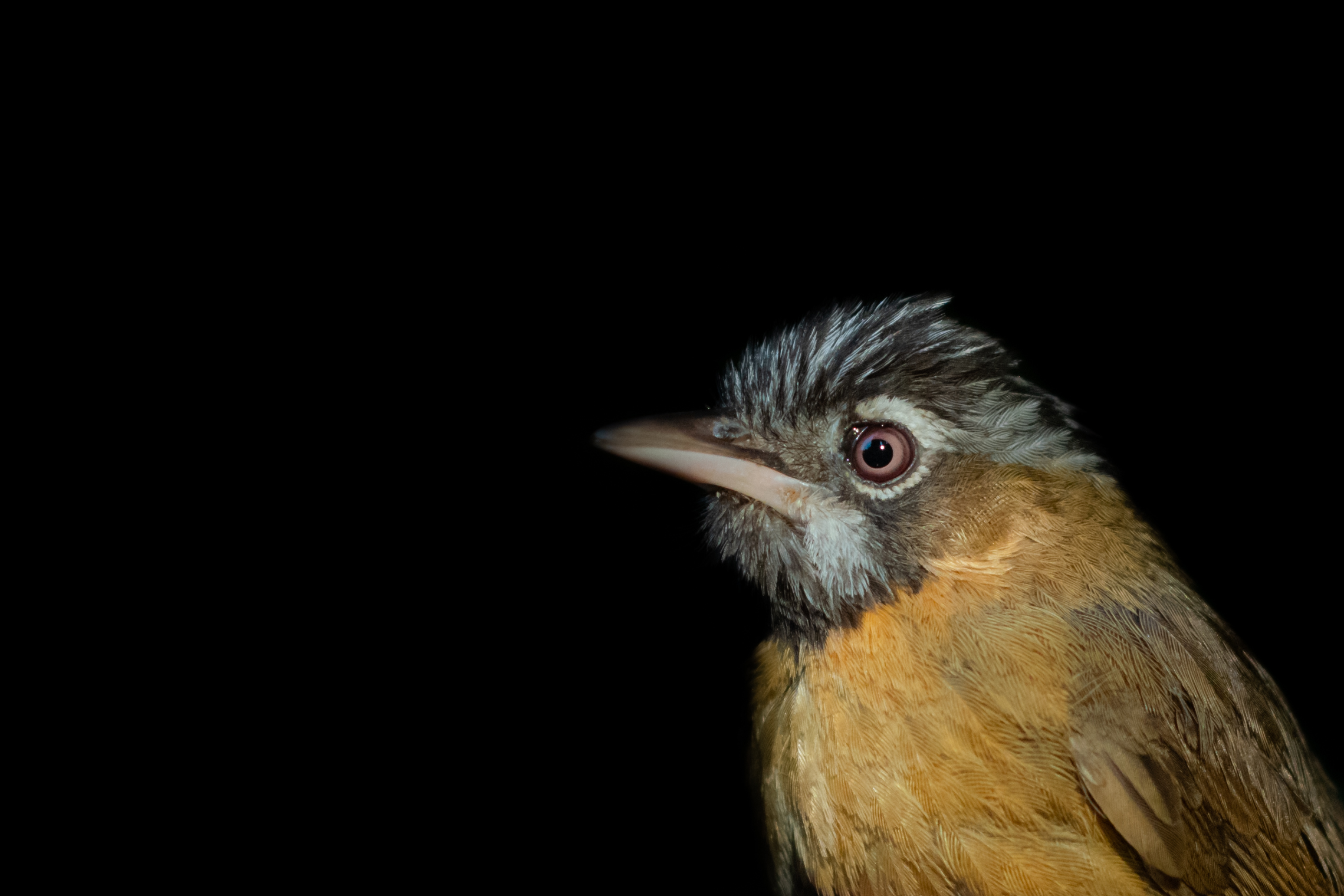 Grey-throated Babbler