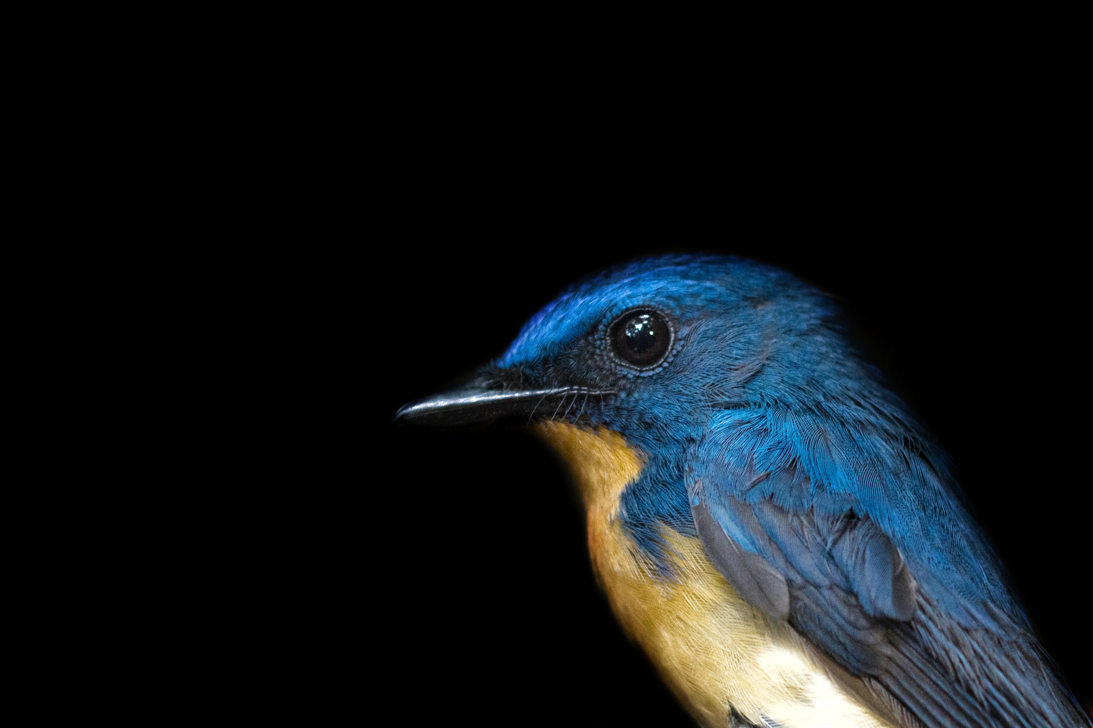 Large-blue Flycatcher