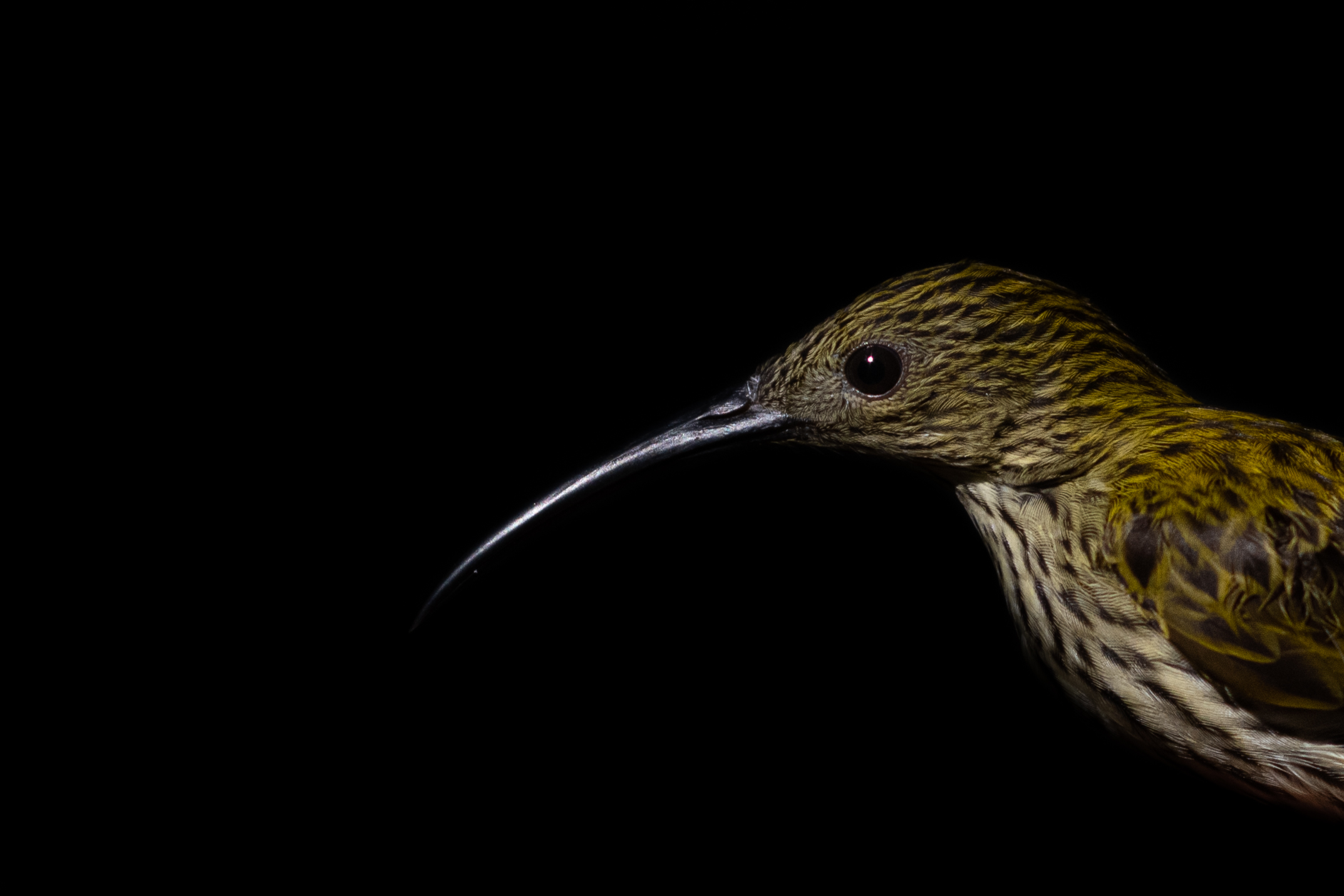 Little Spiderhunter