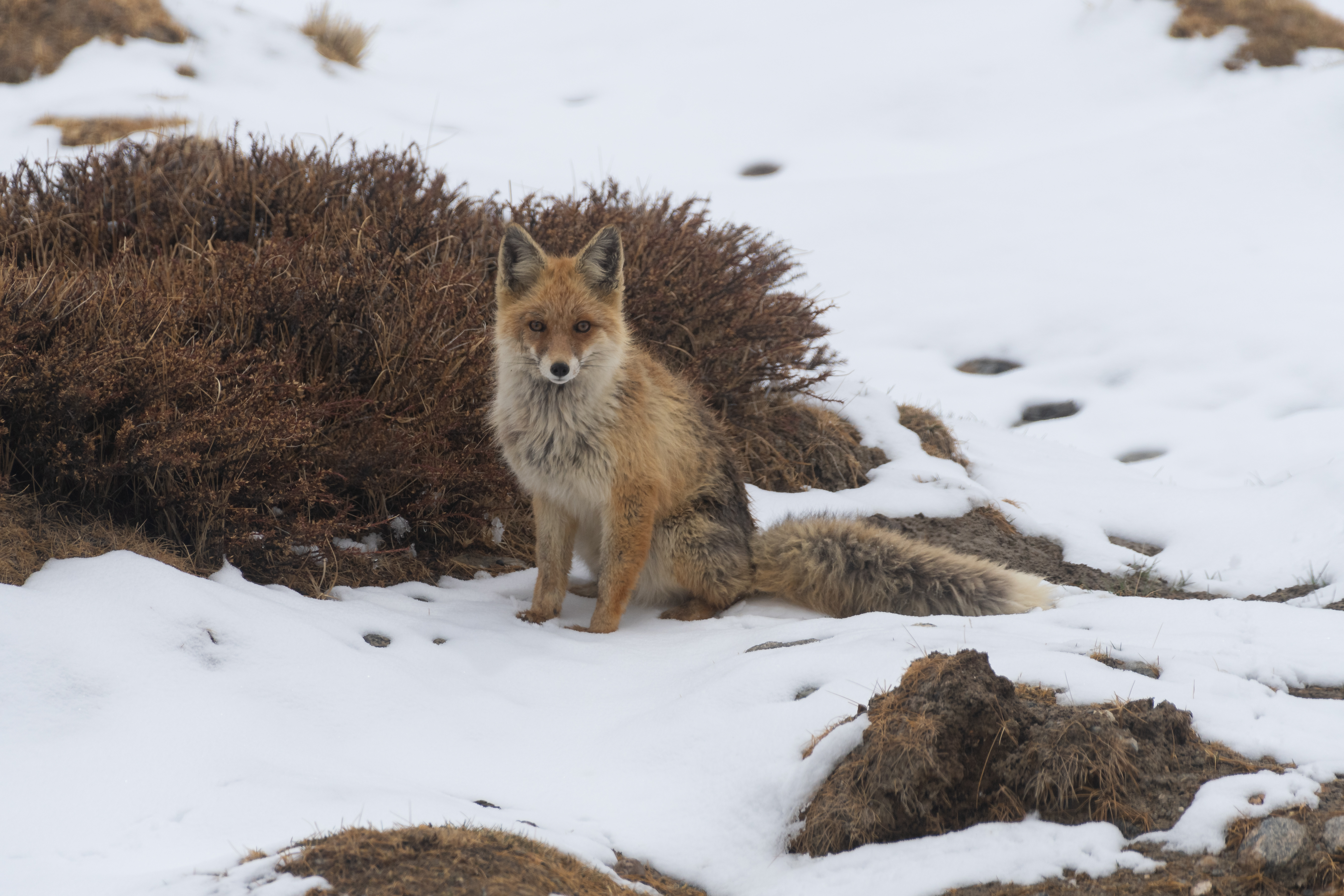 Red Fox
