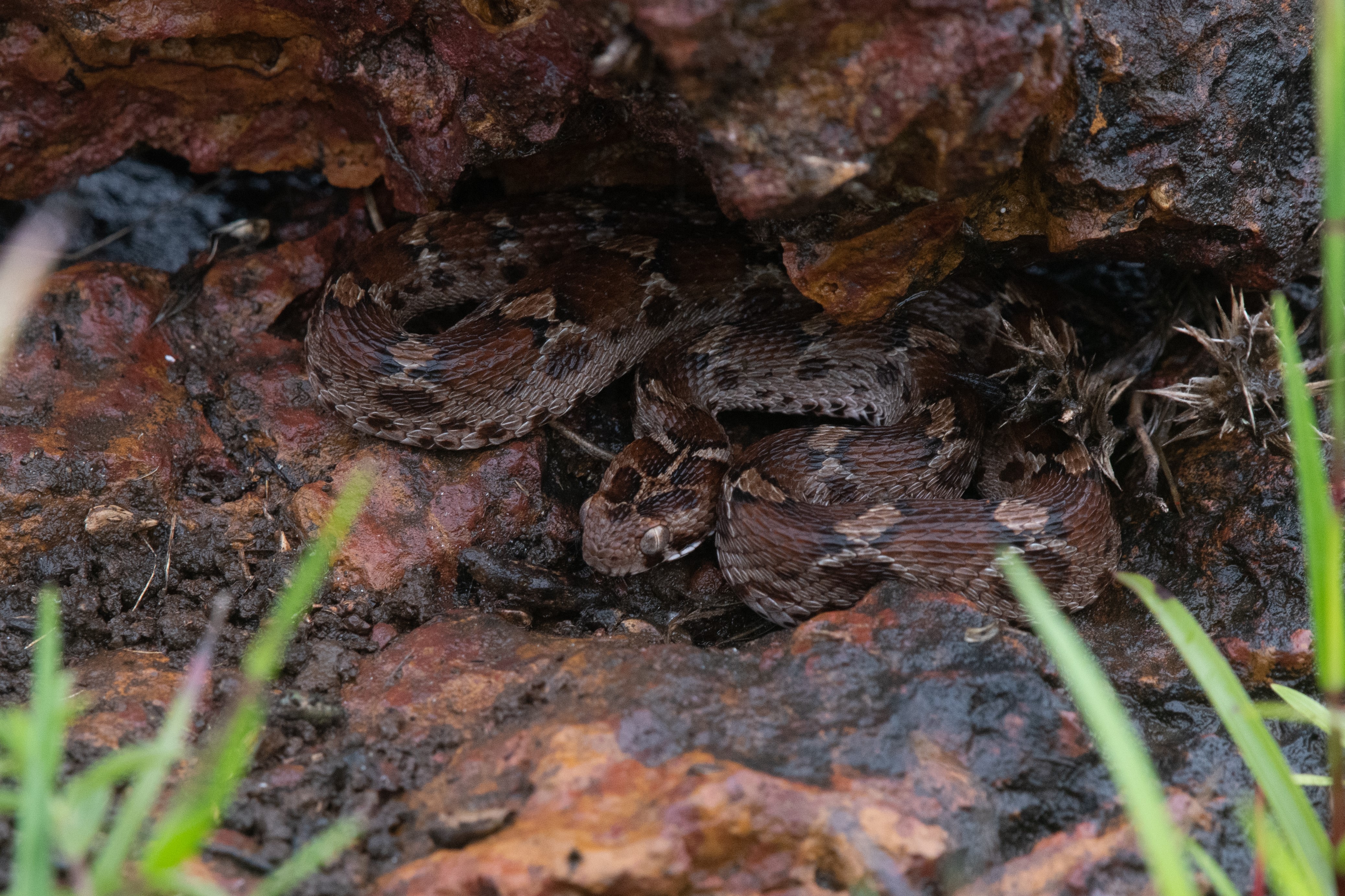 Saw-scaled Viper