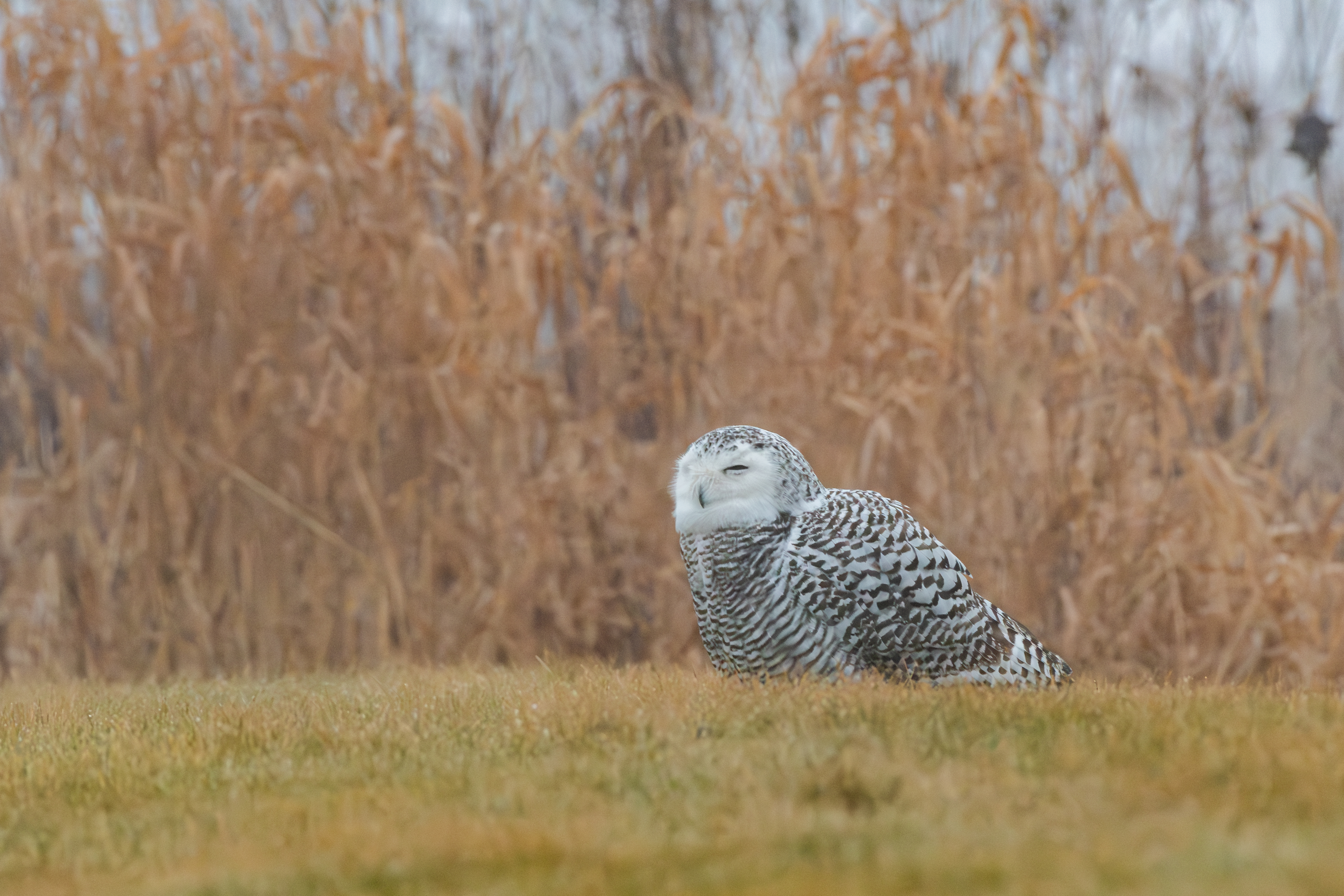 Snowy Owl